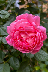 Red rose on the garden
