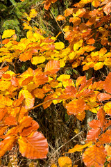 Golden leaves in the forest, late autumn in Carpathians mountains, Slavske, Ukraine
