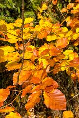 Golden leaves in the forest, late autumn in Carpathians mountains, Slavske, Ukraine
