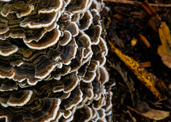Coriolus Versicolor