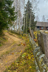 Path in the forest, late autumn in Carpathians mountains, Slavske, Ukraine
