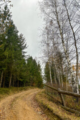 Path in the forest, late autumn in Carpathians mountains, Slavske, Ukraine
