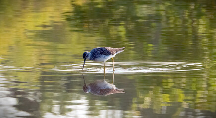 The greater yellow legs seeking food in water