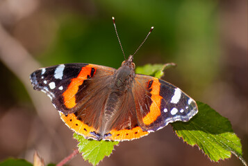 A Vanessa atalanta, comummente conhecida como almirante-vermelho.  A denominação...