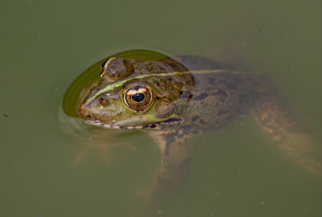 Rã verde, nome cientifico Pelophylax perezi. é uma rã de tamanho mediano a grande, corpo esguio e pernas longas.