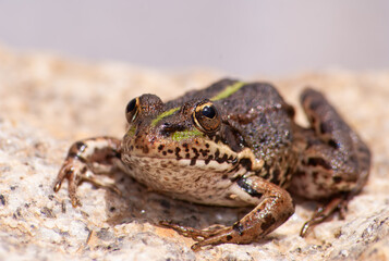 Rã verde, nome cientifico Pelophylax perezi.  Uma rã verde em cima de uma pedra.