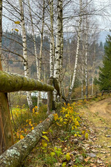 Path in the forest, late autumn in Carpathians mountains, Slavske, Ukraine
