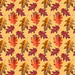 Fototapeta premium Pattern of oak leaves on a light background.