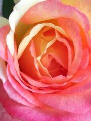 pink rose closeup