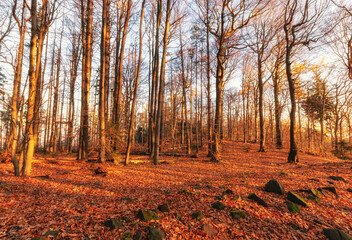 autumn in the forest