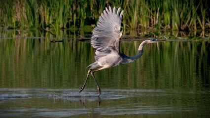 Blue heron catching food from the water