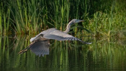 Blue heron flying over the water