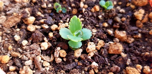 close up of the mother of thousands of little ones with dew drops