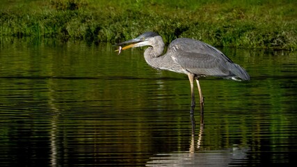 Blue heron catching food from the water