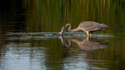 Blue heron catching food from the water
