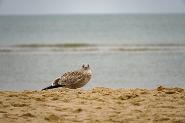 Lonely seagull on the beach of the Dutch North Sea in North Holland