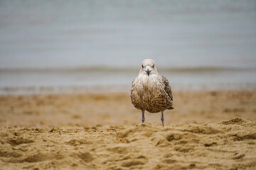 Lonely seagull on the beach of the Dutch North Sea in North Holland