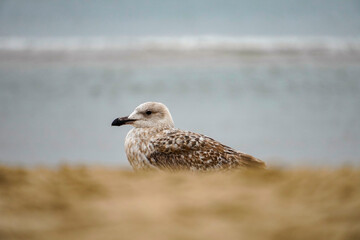 Lonely seagull on the beach of the Dutch North Sea in North Holland