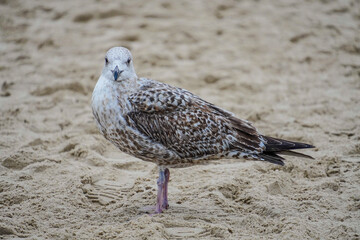 Lonely seagull on the beach of the Dutch North Sea in North Holland