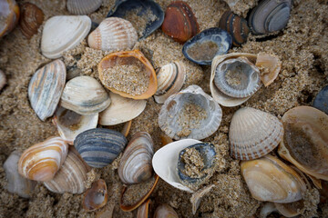 Egmond aan Zee,Nordholland , Netherlands. Sea shells at the beach of Egmond