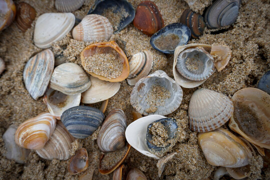 Egmond aan Zee,Nordholland , Netherlands. Sea shells at the beach of Egmond