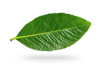 Fototapeta premium Close-up of a flowering strawberry plant. Beautiful simple AI generated image