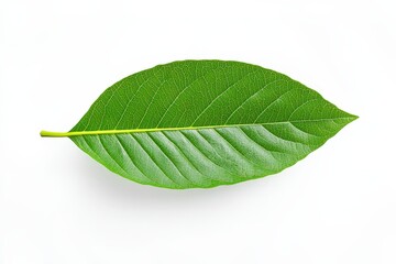 Obraz premium Close-up of a woody, flowering plant with teal colored flower budding among the green, fern-like leaves; Yukon Territory, Canada. Beautiful simple AI generated image