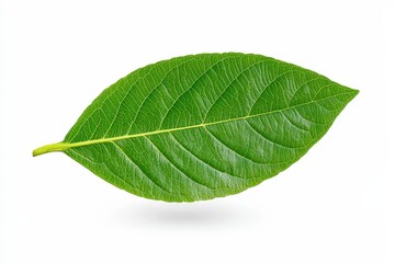 Obraz premium Close-up of a flowering strawberry plant. Beautiful simple AI generated image