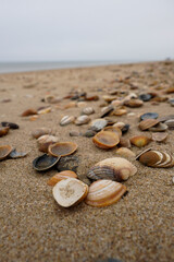 Egmond aan Zee,Nordholland , Netherlands. Sea shells at the beach of Egmond