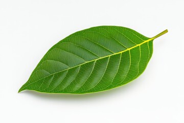 Obraz premium Close-up of a flowering strawberry plant. Beautiful simple AI generated image