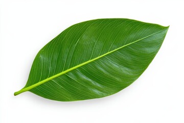 Obraz premium Close-up of a flowering strawberry plant. Beautiful simple AI generated image