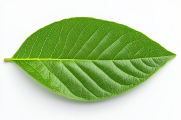 Obraz premium Mexican Bush Thyme - Growing Mexican Thyme in the Garden. Beautiful simple AI generated image