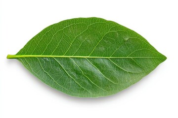 Obraz premium Close-up of a woody, flowering plant with teal colored flower budding among the green, fern-like leaves; Yukon Territory, Canada. Beautiful simple AI generated image