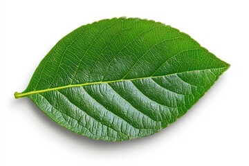 Obraz premium White coffee flowers blooming on coffee plants season and green coffee leaves. close-up. Beautiful simple AI generated image