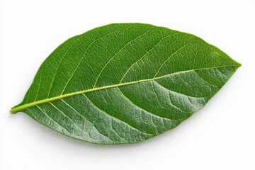 Obraz premium Close-up of a woody, flowering plant with teal colored flower budding among the green, fern-like leaves; Yukon Territory, Canada. Beautiful simple AI generated image