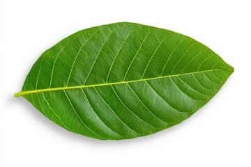 Fototapeta premium White coffee flowers blooming on coffee plants season and green coffee leaves. close-up. Beautiful simple AI generated image