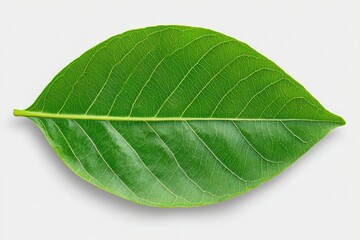 Obraz premium Mexican Bush Thyme - Growing Mexican Thyme in the Garden. Beautiful simple AI generated image