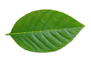 Obraz premium Strawberry flower with green leaves on an organic strawberry plant. Close-up. Beautiful simple AI generated image