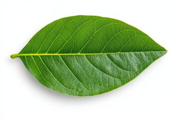 Obraz premium Caper Bush or Flinders Rose or Capparis spinosa delicate flowers close-up. Beautiful simple AI generated image