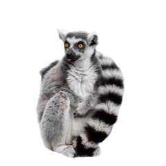 Full length portrait of a sitting adult ring-tailed lemur (Lemur catta) on a white background © ptashkan