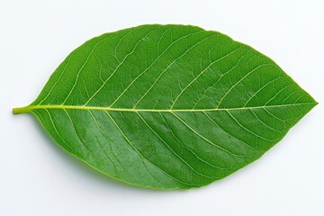 Obraz premium Mexican Bush Thyme - Growing Mexican Thyme in the Garden. Beautiful simple AI generated image