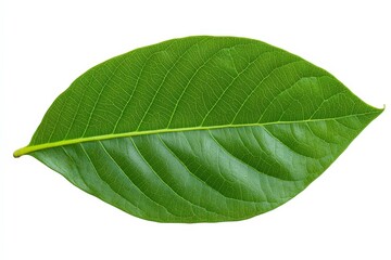 Obraz premium Mexican Bush Thyme - Growing Mexican Thyme in the Garden. Beautiful simple AI generated image