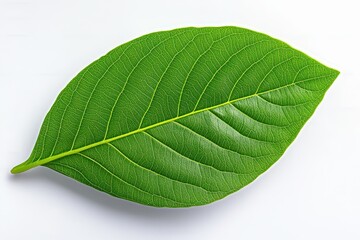 Obraz premium Mexican Bush Thyme - Growing Mexican Thyme in the Garden. Beautiful simple AI generated image