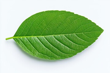 Obraz premium White coffee flowers blooming on coffee plants season and green coffee leaves. close-up. Beautiful simple AI generated image