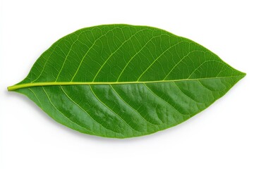 Obraz premium Close-up of a woody, flowering plant with teal colored flower budding among the green, fern-like leaves; Yukon Territory, Canada. Beautiful simple AI generated image