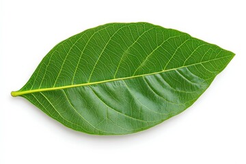 Obraz premium Close-up of a flowering strawberry plant. Beautiful simple AI generated image