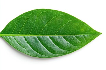 Obraz premium Caper Bush or Flinders Rose or Capparis spinosa delicate flowers close-up. Beautiful simple AI generated image