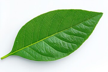 Obraz premium White coffee flowers blooming on coffee plants season and green coffee leaves. close-up. Beautiful simple AI generated image