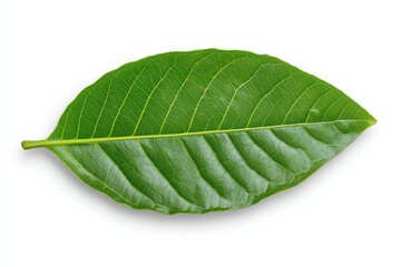 Obraz premium Close-up of a woody, flowering plant with teal colored flower budding among the green, fern-like leaves; Yukon Territory, Canada. Beautiful simple AI generated image