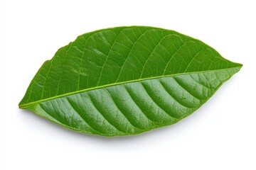 Obraz premium Close-up of a woody, flowering plant with teal colored flower budding among the green, fern-like leaves; Yukon Territory, Canada. Beautiful simple AI generated image